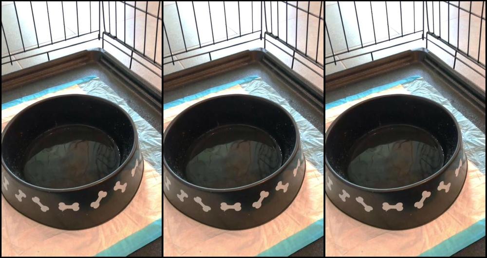 "Femdom Puppy Play" armpits, ass worship, chastity, femdom pov, toilet fetish Morgana Double Cages Her Pee Pup Slave Manyvids