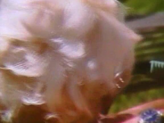 Strokin' To The Oldies Seka. VCA_1 SiteRip