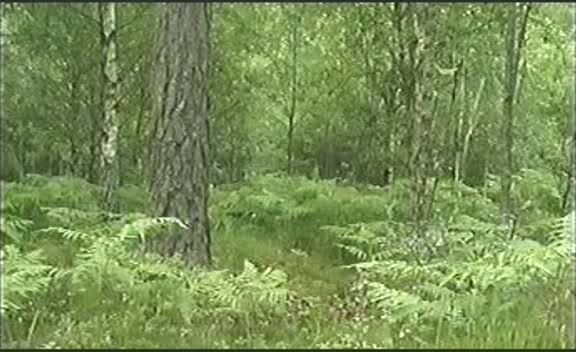 Lolitan's Sommarlov_2 SiteRip