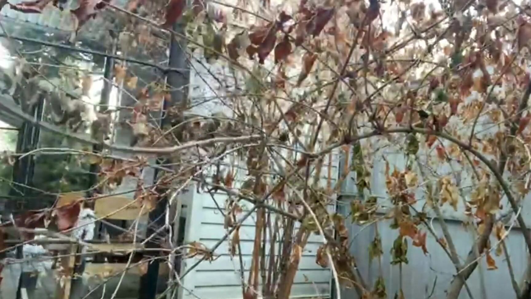 She Thought No One Saw But Alice Peed In The Street 3 Times And Couldn T Stop B700594