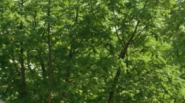 "Aletta Ocean, Angell Summers, Tony DeSergio, Carla Cox, Sofia Valentine, Natalia Zeta" All sex, Anal Euro Anal All Stars Television X